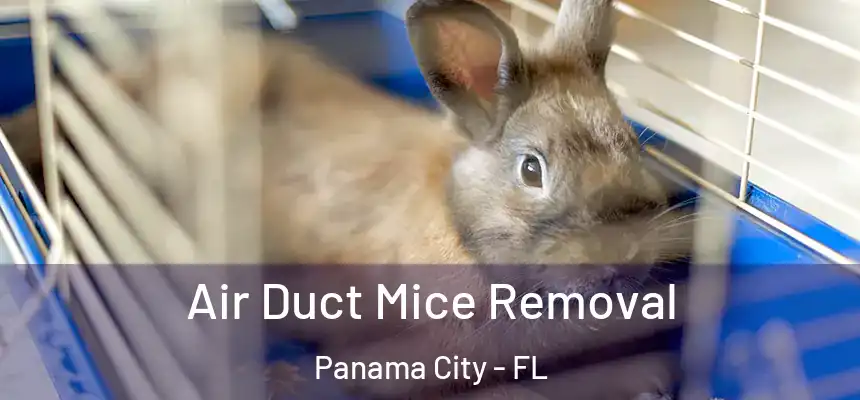 Air Duct Mice Removal Panama City - FL